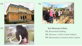 P1 P2
P3 Eco-Museum in Ruse
P1. Renovated building
P2. Diorama – birds in their habitat
P3. Mammuthus romanus taken captive
 