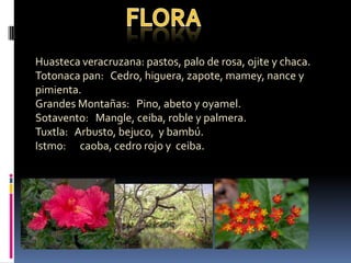 Huasteca veracruzana: pastos, palo de rosa, ojite y chaca.
Totonaca pan: Cedro, higuera, zapote, mamey, nance y
pimienta.
Grandes Montañas: Pino, abeto y oyamel.
Sotavento: Mangle, ceiba, roble y palmera.
Tuxtla: Arbusto, bejuco, y bambú.
Istmo: caoba, cedro rojo y ceiba.