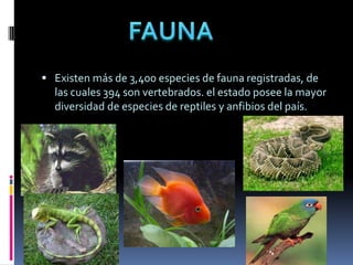  Existen más de 3,400 especies de fauna registradas, de
las cuales 394 son vertebrados. el estado posee la mayor
diversidad de especies de reptiles y anfibios del país.