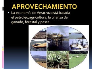  La economía deVeracruz está basada
el petroleo,agricultura, la crianza de
ganado, forestal y pesca.