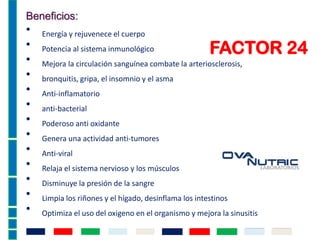 FACTOR 24
Beneficios:
• Energía y rejuvenece el cuerpo
• Potencia al sistema inmunológico
• Mejora la circulación sanguínea combate la arteriosclerosis,
• bronquitis, gripa, el insomnio y el asma
• Anti-inflamatorio
• anti-bacterial
• Poderoso anti oxidante
• Genera una actividad anti-tumores
• Anti-viral
• Relaja el sistema nervioso y los músculos
• Disminuye la presión de la sangre
• Limpia los riñones y el hígado, desinflama los intestinos
• Optimiza el uso del oxigeno en el organismo y mejora la sinusitis
 
