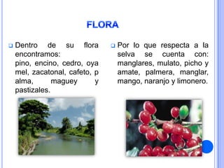    Dentro de su flora             Por lo que respecta a la
    encontramos:                    selva se cuenta con:
    pino, encino, cedro, oya        manglares, mulato, picho y
    mel, zacatonal, cafeto, p       amate, palmera, manglar,
    alma,       maguey      y       mango, naranjo y limonero.
    pastizales.
 