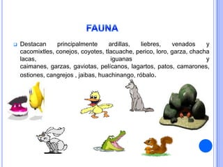    Destacan     principalmente      ardillas,   liebres,   venados     y
    cacomixtles, conejos, coyotes, tlacuache, perico, loro, garza, chacha
    lacas,                            iguanas                           y
    caimanes, garzas, gaviotas, pelícanos, lagartos, patos, camarones,
    ostiones, cangrejos , jaibas, huachinango, róbalo.
 