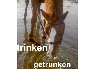 trinken getrunken 