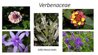 Verbenaceae
JOÃO PAULO GOES
 