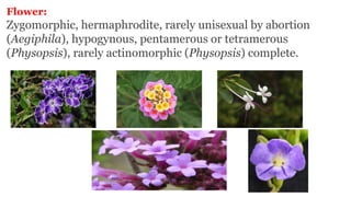 Flower:
Zygomorphic, hermaphrodite, rarely unisexual by abortion
(Aegiphila), hypogynous, pentamerous or tetramerous
(Physopsis), rarely actinomorphic (Physopsis) complete.
 