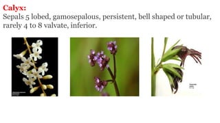 Calyx:
Sepals 5 lobed, gamosepalous, persistent, bell shaped or tubular,
rarely 4 to 8 valvate, inferior.
 