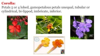Corolla:
Petals 5 or 4 lobed, gamopetalous petals unequal, tubular or
cylindrical, bi-lippod, imbricate, inferior.
 