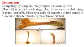 Gynoecium:
Bicarpellary, syncarpous, rarely carpels 4 (Duranta) or 5
(Geunsia) superior in early stage bilocular but soon divided into 4
or many loculed by false septa, axile placentation or free central in
Avicennia; style terminal, stigma entire or bilobed.
 