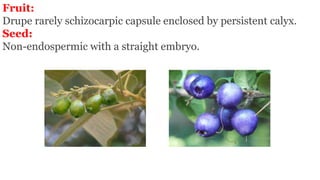 Fruit:
Drupe rarely schizocarpic capsule enclosed by persistent calyx.
Seed:
Non-endospermic with a straight embryo.
 