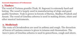 Economic Importance of Verbenaceae:
1. Timber:
The wood of Tectona grandis (Teak, H. Sagwan) is extremely hard and
lasting. The wood is largely used in manufacturing of ships and good
quality furniture. Teak is grown in forests of Burma, Madhya Pradesh and
Assam. The wood of Gmelina arborea is used in making drums, sitars and
other musical instruments.
2. Medicinal:
The roots of Clerodendron are used in asthma and cough. The decoction
of leaves of Lantana camara is given in tetanus and rheumatism. The
leave’s juice of Gmelina arborea is used in gonorrhoea, cough and ulcers.
 
