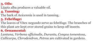 3. Oils:
Lippia alba produces a valuable oil.
4. Tanning:
The bark of Avicennia is used in tanning.
5. Febrifuge:
The leaves of Vitex negundo serve as febrifuge. The branches of
this plant are kept over stored grains to keep off insects.
6. Ornamental:
Lantana, Verbena officinalis, Duranta, Congea tomentosa,
Callicarpa, Clerodendron, Petrea are cultivated in gardens.
 
