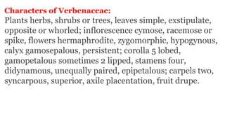 Characters of Verbenaceae:
Plants herbs, shrubs or trees, leaves simple, exstipulate,
opposite or whorled; inflorescence cymose, racemose or
spike, flowers hermaphrodite, zygomorphic, hypogynous,
calyx gamosepalous, persistent; corolla 5 lobed,
gamopetalous sometimes 2 lipped, stamens four,
didynamous, unequally paired, epipetalous; carpels two,
syncarpous, superior, axile placentation, fruit drupe.
 