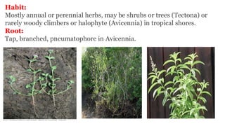 Habit:
Mostly annual or perennial herbs, may be shrubs or trees (Tectona) or
rarely woody climbers or halophyte (Avicennia) in tropical shores.
Root:
Tap, branched, pneumatophore in Avicennia.
 