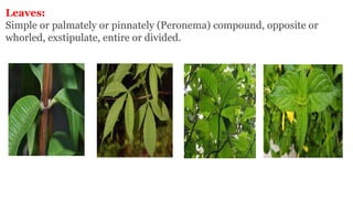 Leaves:
Simple or palmately or pinnately (Peronema) compound, opposite or
whorled, exstipulate, entire or divided.
 