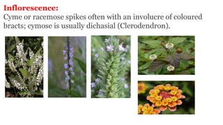 Inflorescence:
Cyme or racemose spikes often with an involucre of coloured
bracts; cymose is usually dichasial (Clerodendron).
 