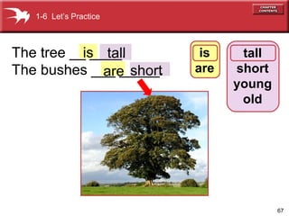67
The tree __ ____.
The bushes ___ _____.shortare
tall
short
young
old
1-6 Let’s Practice
tallis is
are
 