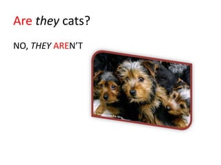 Are they cats?
NO, THEY AREN’T