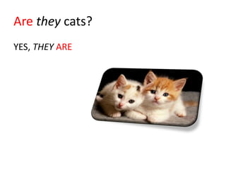 Are they cats?
YES, THEY ARE