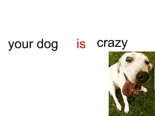 is crazy
your dog
 