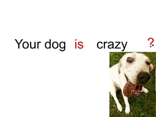 ?
is crazy .
Your dog
 