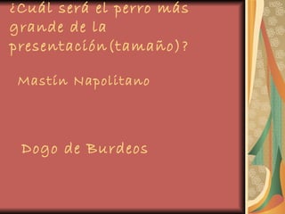 ¿Cuál será el perro más grande de la presentación(tamaño)? Mastín Napolitano Dogo de Burdeos 