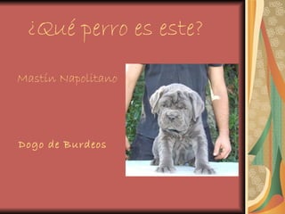 ¿Qué perro es este? Mastín Napolitano Dogo de Burdeos 