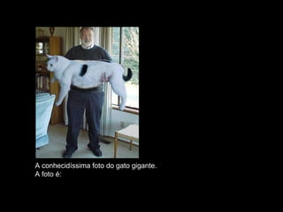 A conhecidíssima foto do gato gigante.  A foto é: FALSA. 