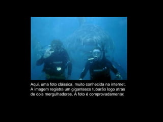Aqui, uma foto clássica, muito conhecida na internet.  A imagem registra um gigantesco tubarão logo atrás  de dois mergulhadores. A foto é comprovadamente: FALSA. 