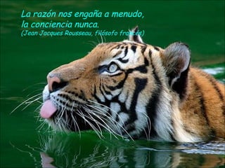 La razón nos engaña a menudo,
la conciencia nunca.
(Jean Jacques Rousseau, filósofo francés)
 