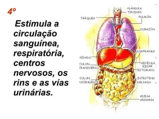 4º Estimula a circulação sanguínea, respiratória, centros nervosos, os rins e as vías urinárias. 