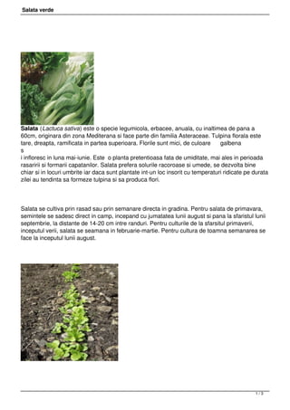 Salata verde




Salata (Lactuca sativa) este o specie legumicola, erbacee, anuala, cu inaltimea de pana a
60cm, originara din zona Mediterana si face parte din familia Asteraceae. Tulpina florala este
tare, dreapta, ramificata in partea superioara. Florile sunt mici, de culoare     galbena
s
i infloresc in luna mai-iunie. Este  o planta pretentioasa fata de umiditate, mai ales in perioada
rasaririi si formarii capatanilor. Salata prefera solurile racoroase si umede, se dezvolta bine
chiar si in locuri umbrite iar daca sunt plantate int-un loc insorit cu temperaturi ridicate pe durata
zilei au tendinta sa formeze tulpina si sa produca flori.




Salata se cultiva prin rasad sau prin semanare directa in gradina. Pentru salata de primavara,
semintele se sadesc direct in camp, incepand cu jumatatea lunii august si pana la sfaristul lunii
septembrie, la distante de 14-20 cm intre randuri. Pentru culturile de la sfarsitul primaverii,
inceputul verii, salata se seamana in februarie-martie. Pentru cultura de toamna semanarea se
face la inceputul lunii august.




 



                                                                                                1/3
 