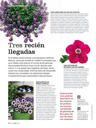 PLANTAS DE TEMPORADA
32 verdeesvida
PLANTAS DE TEMPORADA
Si te habías acostumbrado a las lobularias marítimas
blancas, ¡ahora las tendrás en violeta! Si pensabas que
ya lo habías visto todo en el mundo de las petunias,
ahora puedes llevarte a casa una de vibrante color
carmín. Y si te gustan las margaritas del Cabo, ahora
vienen con corola doble. Entre las flores de temporada
siempre hay novedades: los obtentores trabajan
incesantemente para sorprenderte cada primavera.
Tres recién
llegadas
FOTOS:PROVENWINNERS/GRUPROIG
UNA LOBULARIA DE COLOR VIOLETA
Esta primavera, el aliso o lobularia marítima que suele llenar de ﬂores
blancas como la nieve (‘Snow Princess’) tu jardín y tus tiestos desde
marzo hasta los primeros fríos del invierno, también lucirá color
violeta:‘Princess in Purple’. Sus ﬂores desprenden un suave aroma
de miel, su porte es compacto y rastrero, así que puedes usarla como
cubresuelos, en parterres e incluso en cestas colgantes, en solitario o
combinada con otras especies de similares exigencias. Preﬁere el ple-
no sol, pero se adapta bien a situaciones de semisombra. Es un híbrido
de fuerte vigor vegetativo y fácil cultivo que prácticamente no requiere
mantenimiento y es poco exigente en riego. En las regiones de invier-
nos suaves, como toda la franja mediterránea, puede ser tratada como
vivaz. Tiene un excelente comportamiento en zonas costeras.
Agradecemos a
Proven Winners
/ Grup Roig su colabo-
ración en esta sección.
✺
Más información sobre
plantas de flor de
primavera y verano en
la sección Plantas de
interior y exterior de
www.verdeesvida.es.
UNA PETUNIA DE
INTENSO COLOR CARMÍN
El llamativo color carmín de la petunia ‘Carmi-
ne’ de la serie ‘Veranda’ es capaz de iluminar
el rincón verde donde la plantes. Su porte
compacto y redondeado es ideal para tiestos,
parterres y cestas colgantes. Su ubicación
preferida es la semisombra. Como a todas
las petunias le gusta bastante una buena
fertilización y un riego moderado. Si le das
estos cuidados, la ﬂoración se alargará desde
mediados de la primavera hasta mediados del
otoño. Tolera bien los recortes, que deberás
practicar para revigorizar la planta.
MARGARITAS DE
DOBLE COROLA
Los Osteospermum ‘Flower Power
Double’ son los únicos en su
especie con atractivas ﬂores dobles.
Los encontrarás en tu centro de
jardinería en varios colores desde
comienzos de la primavera (en la
foto, el ‘Berry White’). La ﬂoración se
prolonga hasta los primeros calores
del verano, y reﬂorecen a mediados
del otoño. Plántalos en una zona so-
leada, ya sea en macetas, parterres
o rocallas. Son muy fáciles de cuidar,
y en zonas con inviernos suaves se
comportan como vivaces (tendrás
plantas por muchos años). Si las ma-
tas pierden forma recórtalas al ﬁnal
del invierno. Se adaptan bien a todo
tipo de suelos y a la falta de agua,
pero no toleran el encharcamiento.
Dales abono para plantas de ﬂor
durante la época de ﬂoración.
Cada prima-
vera podrás
descubrir en
los centros
de jardine-
ría nuevas
variedades
de plantas de
flor para lle-
nar de color
tus macetas.
 