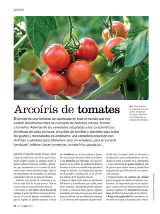 54 verdeesvida
HUERTO
El tomate es una hortaliza tan apreciada en todo el mundo que hoy
existen literalmente miles de cultivares de distintos colores, formas
y tamaños. Además de las variedades adaptadas a las características
climáticas de cada comarca, el surtido de semillas y planteles para todos
los gustos y necesidades es amplísimo, una verdadera colección con
distintas cualidades para diferentes usos: en ensalada, para el ‘pa amb
tomàquet’, rellenar, hacer conservas, tomate frito, gazpacho...
Arcoíris de tomates
NIGÚN TOMATE SABE IGUAL QUE
el que se cultiva en casa. Pero, ¿qué varie-
dades elegir? ¿Cuáles se adaptan mejor al
huerto urbano? Entre las semillas y plante-
les que encontrarás en tu centro de jardi-
nería tienes mucho dónde escoger. Aquí te
recomendamos 10 variedades con distintas
cualidades: todo un arcoíris de tomates.
Cultivar esta fuente de vitaminas y sa-
bor es más fácil de lo que parece. Ten en
cuenta estas recomendaciones básicas.
• El tomate es un clásico de la huerta de
verano. A partir de febrero (incluso diciem-
bre en el caso de algunas variedades y se-
gún la región) ya puedes empezar a hacer
 Cultivar tomates
en casa fácil de lo que
parece. Asegúrales
sol, agua y una tierra
rica y obtendrás una
cosecha llena de sabor.
los semilleros en un invernadero o dentro
de casa; a partir de marzo-abril, al aire libre.
• Los planteles que obtengas o los que ad-
quieras en tu centro de jardinería deberás
llevarlos a la tierra cuando haya pasado el
riesgo de heladas. Su temperatura óptima
de desarrollo y producción es de 20-30º;
por debajo de 0º la planta muere.
• Según el clima de la zona, la orientación
del huerto y la insolación que reciba, entre
otras variantes, la cosecha puede empezar
en junio o retrasarse hasta agosto. Algunas
variedades son más precoces que otras pero
nuncamaduranconunadiferenciasuperior
a 2-3 semanas; todo depende en gran medi-
da del año y la región. Suele ser de mayo a
octubre en la zona mediterránea y de me-
diados de junio a octubre en la continental.
• A las tomateras les gusta mucho el sol.
Si quieres unas matas sanas y productivas
asegúrate de que disfruten de una exposi-
ción soleada.
• Proporciónales un sustrato de calidad
para conseguir un cultivo en óptimas con-
diciones. Es importante que no se enchar-
que y cuente con una buena proporción de
materia orgánica. Un abonado rico en po-
tasio facilitará el desarrollo de los frutos.
• Riega con regularidad las tomateras, so-
bre todo en la época de producción, evitan-
FOTOS:ISTOCKPHOTO/BERKANTSEZER
 