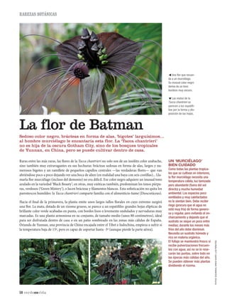 RAREZAS BOTÁNICAS
58 verdeesvida
Sedoso color negro, brácteas en forma de alas, ‘bigotes’ larguísimos...
al hombre murciélago le encantaría esta flor. La ‘Tacca chantrieri’
no es hija de la oscura Gotham City, sino de los bosques tropicales
de Yunnan, en China, pero se puede cultivar dentro de casa.
FOTOS:DOUNEIKA;DREWAVERY;LOSPEÑOTES
UN ‘MURCIÉLAGO’
BIEN CUIDADO
Como todas las plantas tropica-
les que se cultivan en interiores,
la ﬂor murciélago necesita una
temperatura cálida, luz tamizada
pero abundante (fuera del sol
directo) y mucha humedad
ambiental. Los espacios poco
ventilados y muy calefactados
no le sientan bien. Debe recibir
riego (procura que el agua no
esté muy fría) de forma genero-
sa y regular, pero evitando el en-
charcamiento y dejando que el
sustrato se seque un poco entre
medias; durante los meses más
fríos del año debe disminuir.
Necesita un sustrato húmedo y
rico en materia orgánica.
El follaje se mantendrá fresco si
recibe pulverizaciones frecuen-
tes con agua; así no se le rese-
carán las puntas, sobre todo en
las épocas más cálidas del año.
Se pueden obtener más plantas
dividiendo el rizoma.
Raras entre las más raras, las flores de la Tacca chantrieri no solo son de un insólito color azabache,
sino también muy extravagantes en sus hechuras: brácteas sedosas en forma de alas, largos y nu-
merosos bigotes y un ramillete de pequeños capullos centrales —las verdaderas flores— que van
abriéndose poco a poco dejando ver una boca de alien (en realidad una baya con seis costillas)... Lla-
marla flor murciélago (incluso del demonio) no era difícil. Ese color negro adquiere un inusual tono
azulado en la variedad ‘Black Beauty’; en otras, muy exóticas también, predominan los tonos púrpu-
ras, verdosos (‘Green Mistery’), o lucen brácteas y filamentos blancos. Esta sofisticación no quita los
parentescos humildes: la Tacca chantrieri comparte familia con el alimenticio ñame (Dioscoráceas).
Hacia el final de la primavera, la planta emite unos largos tallos florales en cuyo extremo surgirá
una flor. La mata, dotada de un rizoma grueso, se parece a un espatifilio: grandes hojas elípticas de
brillante color verde acabadas en punta, con bordes lisos o levemente ondulados y nervaduras muy
marcadas. Es una planta armoniosa en su conjunto, de tamaño medio (unos 80 centímetros), ideal
para ser disfrutada dentro de casa o en un patio sombreado en las zonas más cálidas de España.
Oriunda de Yunnan, una provincia de China encajada entre el Tibet e Indochina, empieza a sufrir si
la temperatura baja de 15º, pero es capaz de soportar hasta -3º (aunque pierde la parte aérea).
La flor de Batman
ƒUna flor que recuer-
da a un murciélago.
Su inusual color negro
deriva de un tono
burdeos muy oscuro.
‚Las matas de la
Tacca chantrieri se
parecen a los espatifi-
lios por la forma y dis-
posición de las hojas.
 