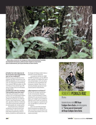 26I 	 verde I Septiembre del 2013 >> reforma
d Arborícolas y nocturnos, los margay son felinos eminentemente forestales
que dependen de bosques y selvas en buen estado de conservación
para su sobrevivencia, por lo que enfrentan un futuro incierto.
RobertoPedrazaRuiz
38años
AsistentetécnicodelaONGGrupo
EcológicoSierraGordayjefedelprograma
de“TierrasparalaConservación”
delGrupoEcológicoSierraGorda.
Cortesía:RobertoPedrazaRuiz
Cortesía:MiguelSiciliaManzo
¿Cuáles han sido algunas de
las acciones más importantes
que se han realizado?
Tenemos que conciliar las nece-
sidades de 100 mil serranos y de
630 localidades con la conserva-
ción. En educación ambiental se
han cubierto 160 escuelas con 18
mil niños al mes desde hace 25
años. Es algo único en el Estado
de Querétaro.
¿Cuáles han sido los cambios
más positivos que has visto?
Hay más participación y acata-
miento a la normatividad ambien-
tal. Con los ayuntamientos y la
población local hay una relación
mucho más fluida porque, cada
año, de forma directa o indirecta,
unas 35 mil personas participan
en actividades de conservación.
Al principio era un desastre
ambiental, los desmontes eran
cosa común, y eso ya no pasa.
Hay áreas riquísimas en flora y
fauna, y botánicos del Instituto de
Ecología de Xalapa están descu-
briendo nuevas especies.
La reserva cuenta con 383
mil 567 hectáreas y ya hay 48 mil
que cuentan con pagos por servi-
cios ambientales, con una derra-
ma directa a los propietarios de
bosques y selvas. Hay ocho re-
servas privadas que ya son san-
tuarios para la vida silvestre.
¿Qué esperas en el futuro?
La foto es una gran herramien-
ta de comunicación. Espero
crear conciencia dentro y fuera
del área. En una reunión en Lon-
dres, con nuestro socio británico
(World Land Trust), se mostró la
foto de un jaguar y, cuando la vie-
ron, se derritieron y donaron de
inmediato.
Eso nos permitió proteger
500 hectáreas de hábitat, por-
que nos dieron una donación pa-
ra comprar ese predio como una
reserva privada.
 