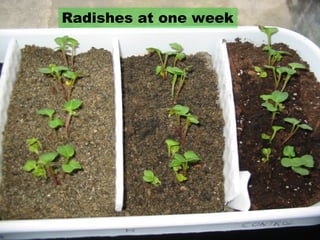 Radishes at one week  