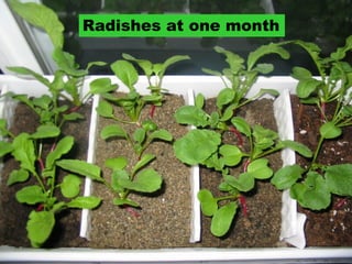 Radishes at one month  