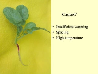 “Results May Vary” Causes? •Insufficient watering•Spacing•High temperature  