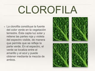 CLOROFILA
❖ La cloroﬁla constituye la
fuente del color verde en la
vegetación terrestre. Ésta
capta luz solar y retiene las
partes roja y violeta del
espectro visible, de manera
que permite que se reﬂeje la
parte verde. En el espectro,
el verde se localiza entre el
amarillo y el azul y puede
obtener mediante la mezcla
de ambos.
 
