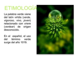 ETIMOLOGÍA
La palabra verde viene
del latín virĭdis (verde,
vigoroso, vivo, joven)
relacionado con virere
( v e rd e a r ) d e o r i g e n
desconocido.
En el español, el uso del
término verde surge del
año 1019.
 