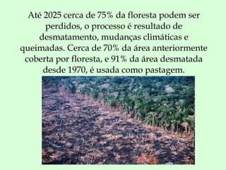 Até 2025 cerca de 75% da floresta podem ser perdidos, o processo é resultado de desmatamento, mudanças climáticas e queimadas. Cerca de 70% da área anteriormente coberta por floresta, e 91% da área desmatada desde 1970, é usada como pastagem. 