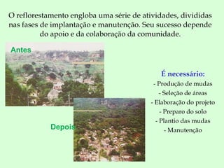 O reflorestamento engloba uma série de atividades, divididas nas fases de implantação e manutenção. Seu sucesso depende do apoio e da colaboração da comunidade. É necessário: - Produção de mudas - Seleção de áreas - Elaboração do projeto - Preparo do solo - Plantio das mudas - Manutenção Antes Depois 