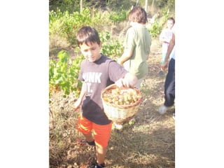 Verema