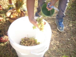 Verema