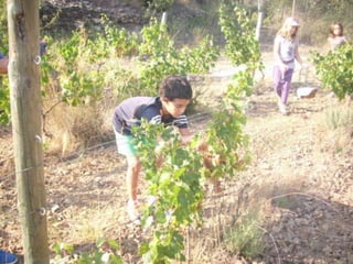 Verema