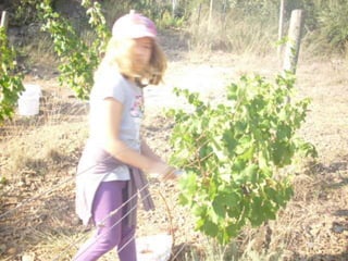 Verema
