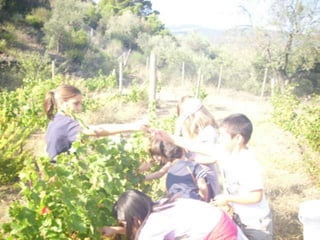 Verema