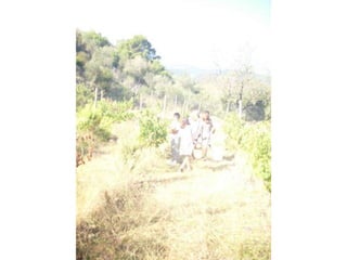 Verema
