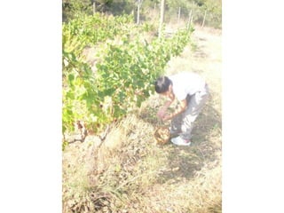 Verema